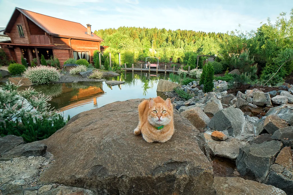 Рыжий кот - Деревянный Дом (WoodHouse)