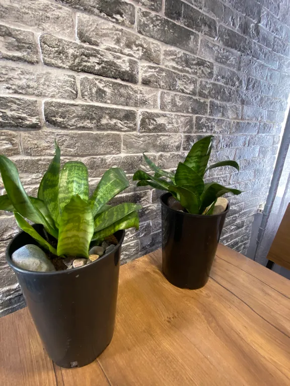 Квартира-студия возле набережной Онежского озера