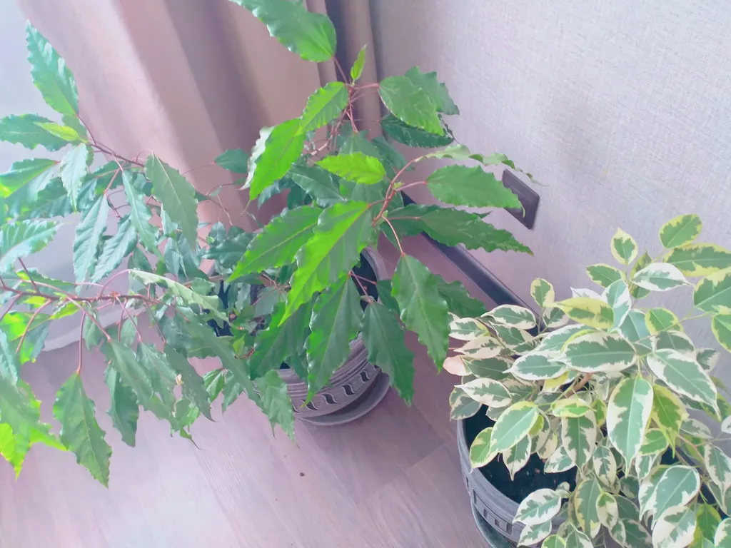 1-комнатная квартира в районе городского парка в центре Владивостока