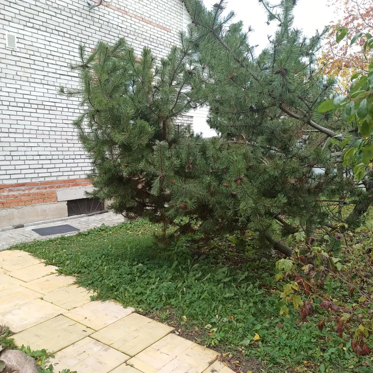 Коттедж Уютный дом с садом — Гатчина