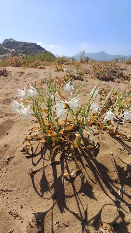 Пентхаус с видом на море и горы