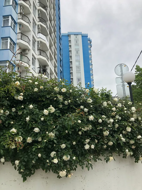 Студия у моря