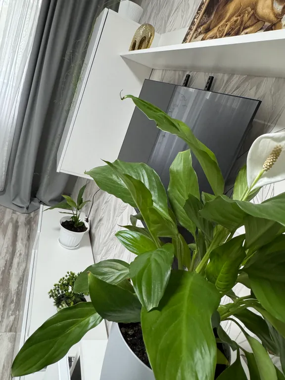 Тёплая и уютная 1 комнатная квартира — аренда посуточно в Шуя