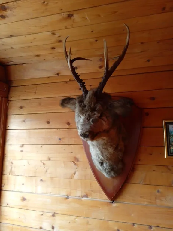 Кедровый дом на берегу реки Бия с видом на реку