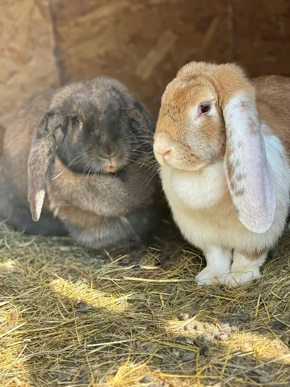 Коттедж с баней и банным чаном