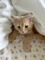 Раджаб Раджабов