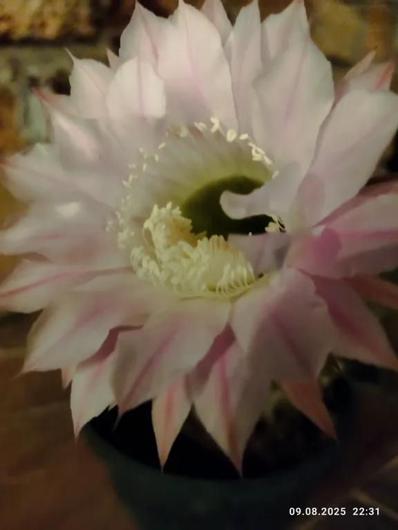 Ракушка Казантипа