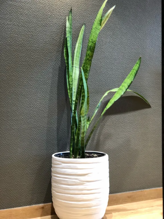 Пентхаус лофт