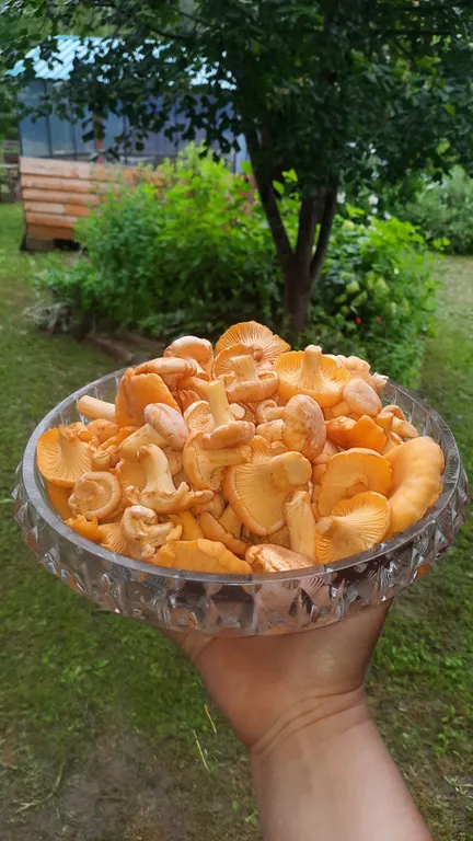 Домик Уют Самана в Родовом поместье в лесу