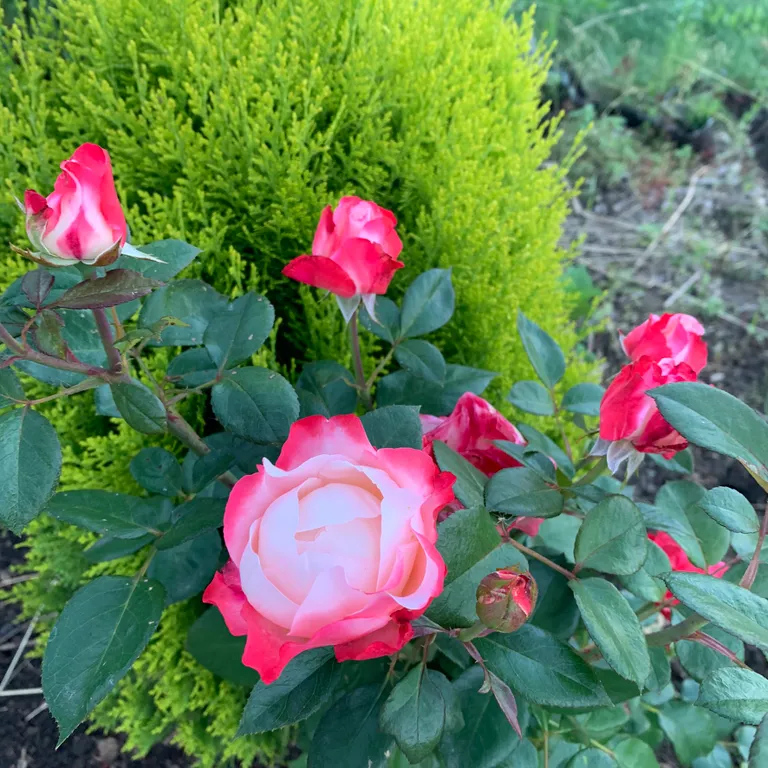 Дом шале/сауна