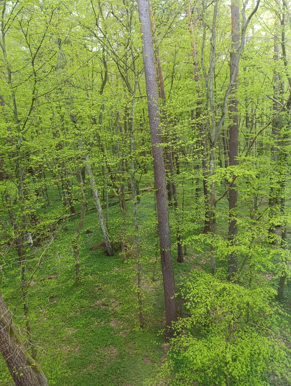 Квартира Квартира Уютная студия 33 м. Кв. С 2 кроватями, у моря с видом на лес — Светлогорск