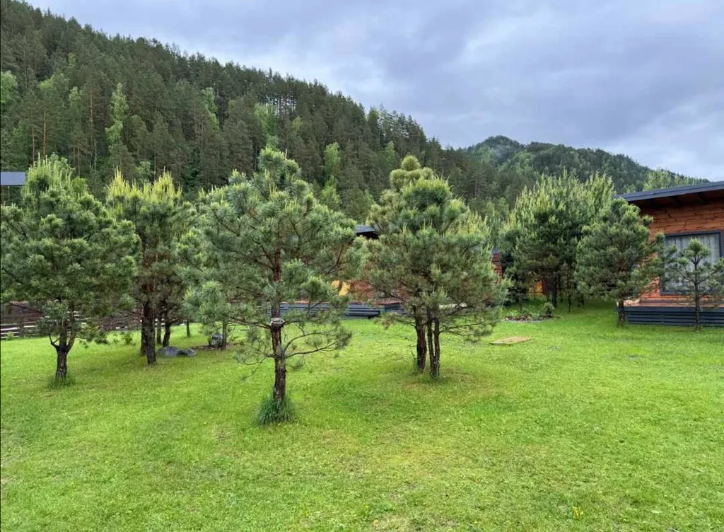 Отдых в живописном месте Алтая