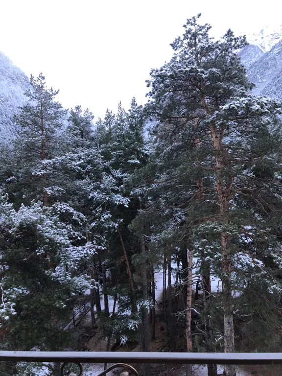 Просторная уютная квартира в сосновом бору с видом на горы