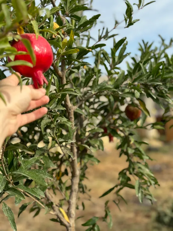 Коттедж Атмосферная дача у моря — Дербент