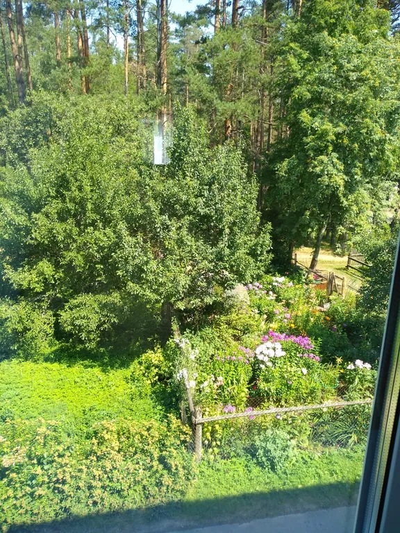 Апарт в сосновом бору