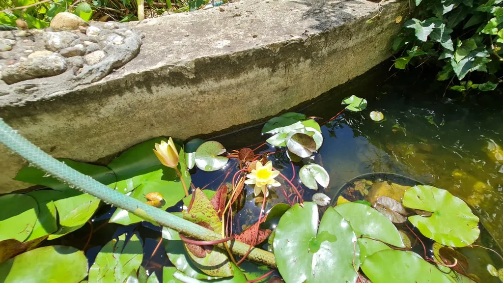 Комната Голубая на черном море с выходом в Карликовую рощу