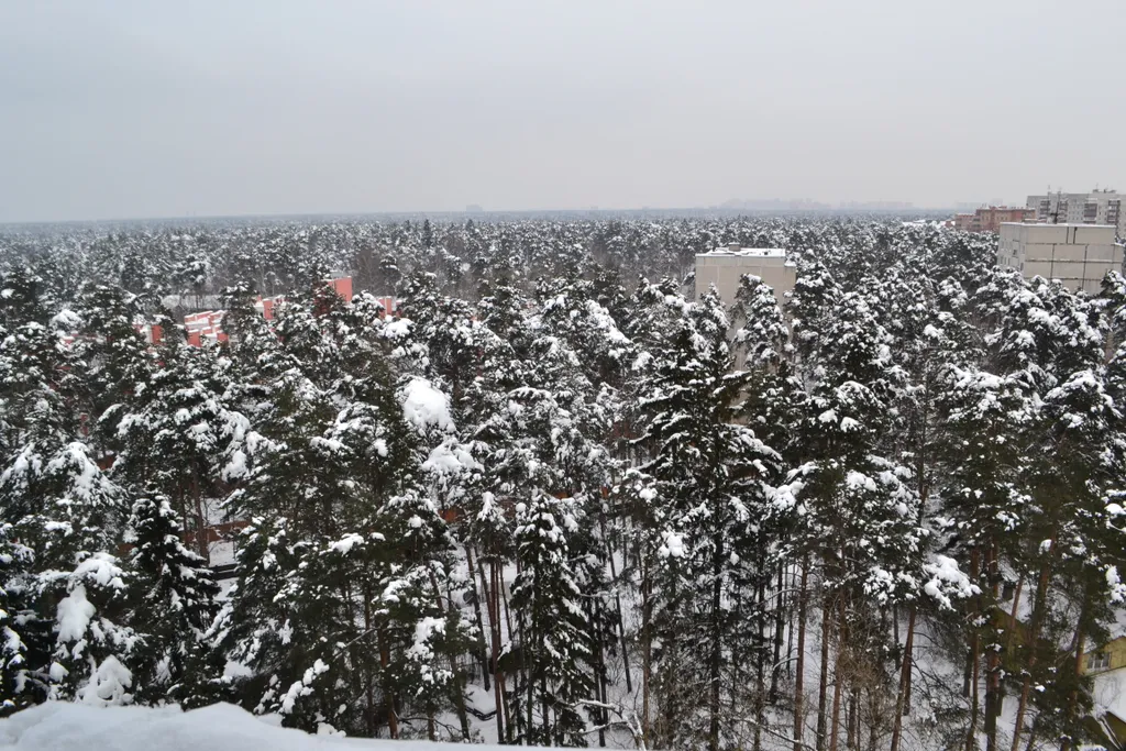 Уютная квартира в лесу