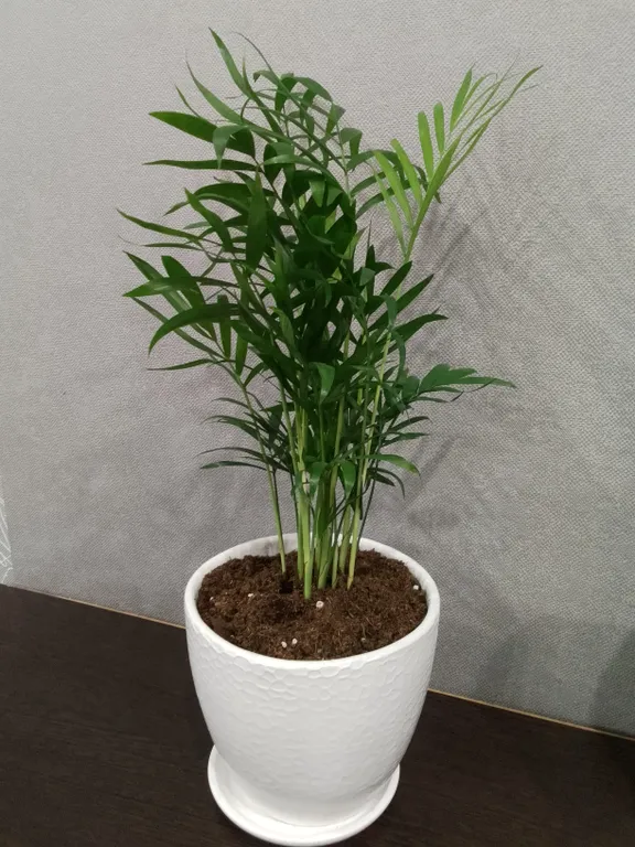 Уютная студия в ЖК Корней