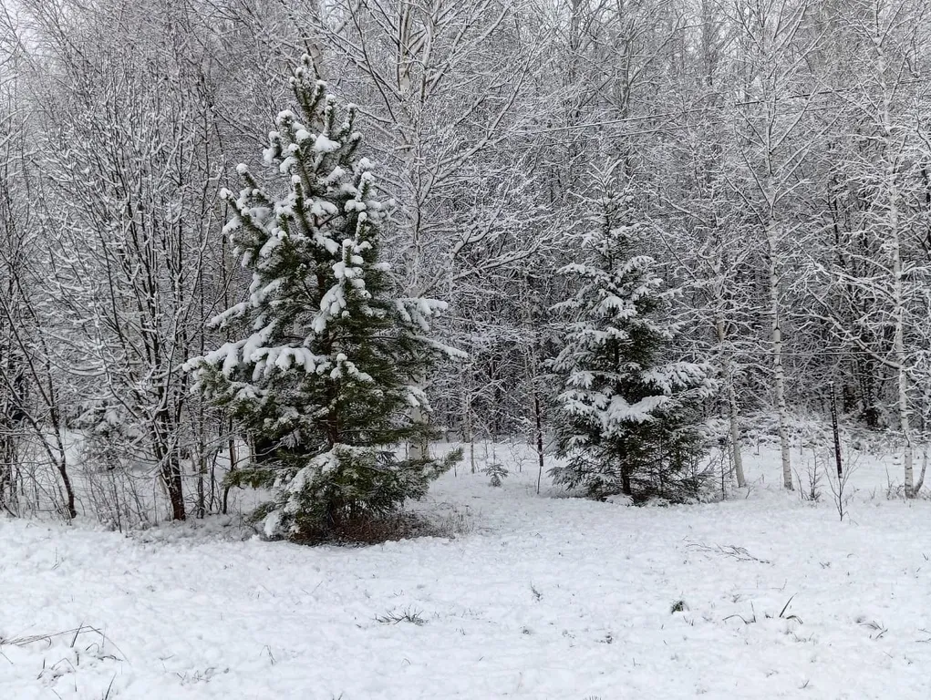 Уютный домик с комфортом  в лесу