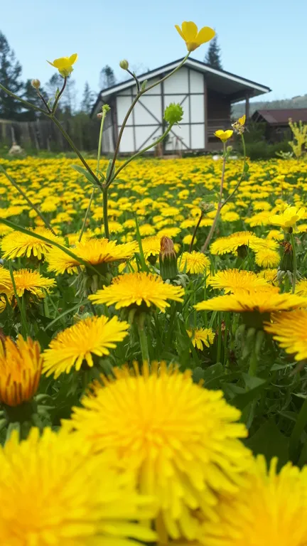 Домик Кантри