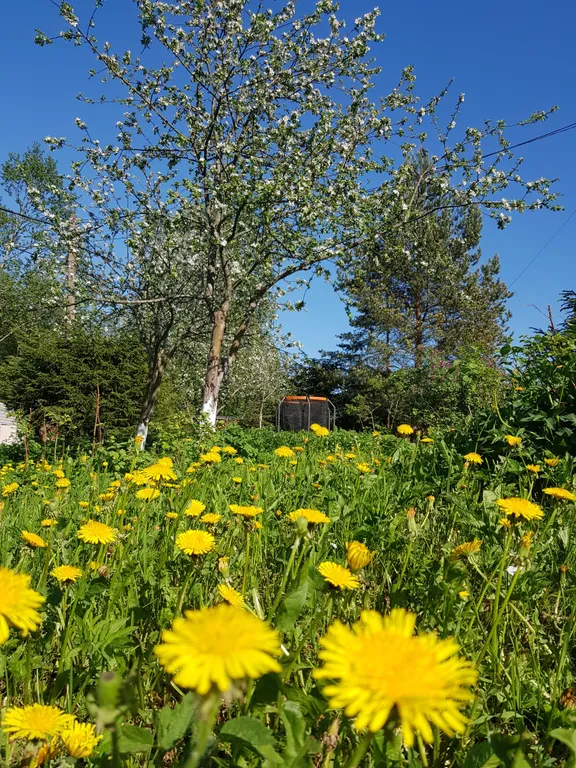 Просторная квартира с видом на лес