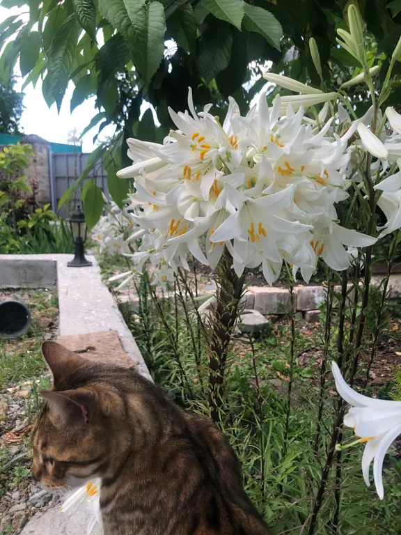 Коттедж 2-комнатный Дом — Кисловодск