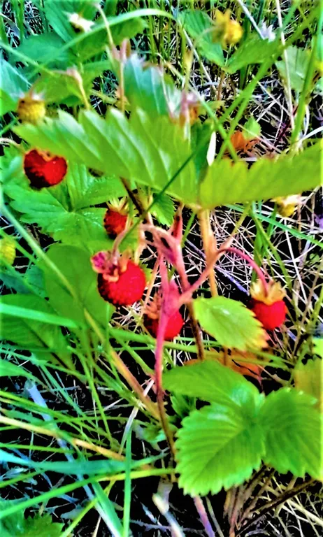 Коттедж Дом в турбазе Чайка, у озера в сосновом бору - Селигерский край — Турбаза Чайка