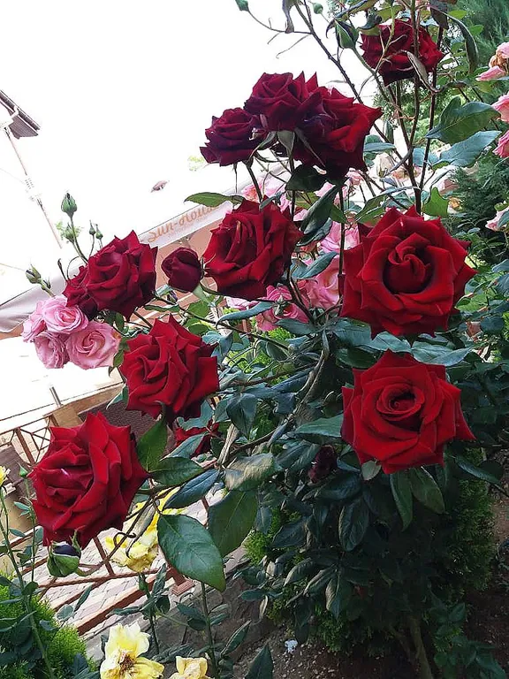 Видовая квартира со свежим ремонтом Учкуевка