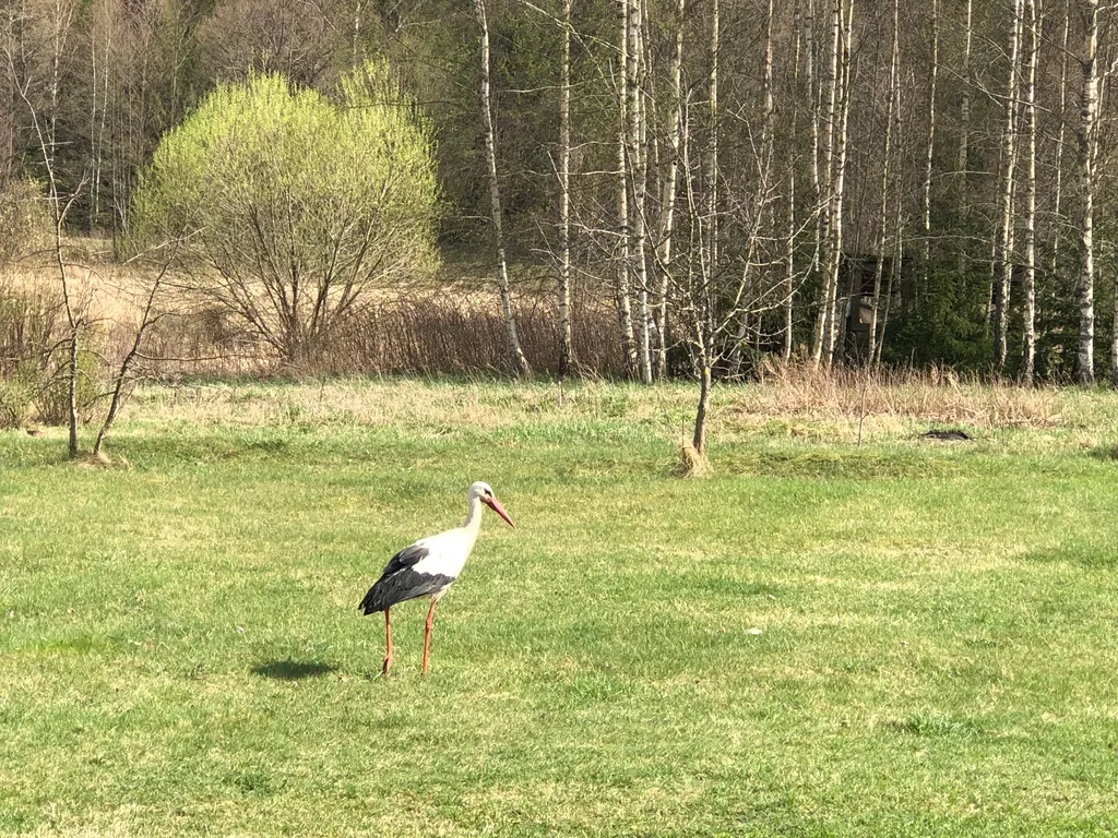 Дом у реки Лынтупка