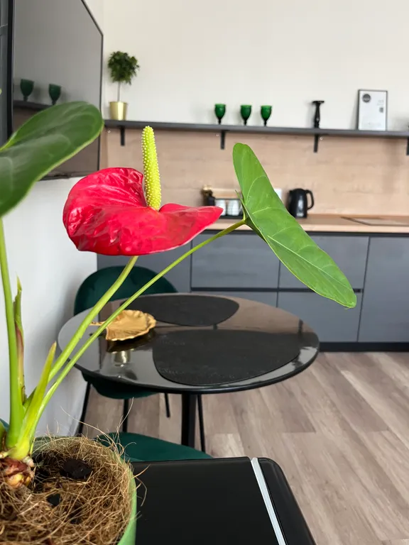 Стильные апартаменты Luxury