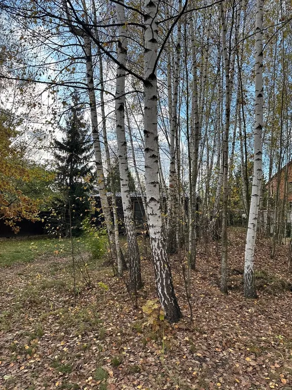 Дом в виде Барк-Хауз