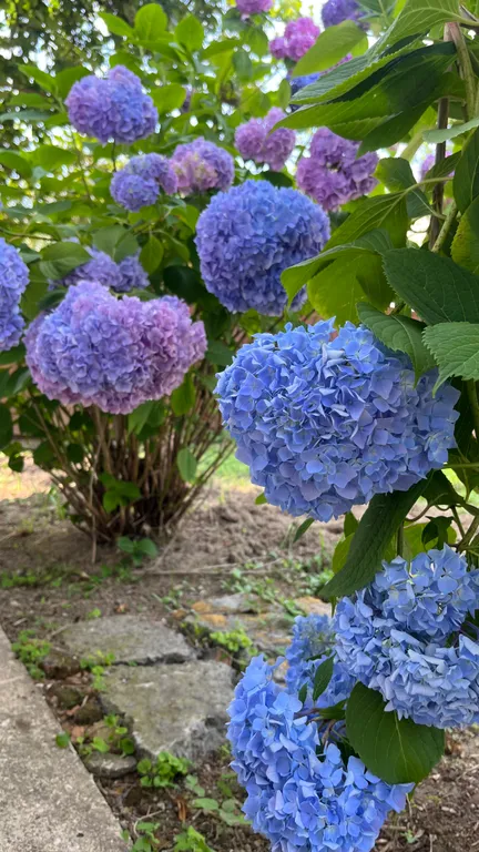 Комнаты с видом на море и горы