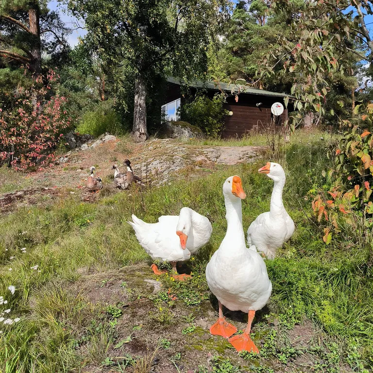Дом на берегу озера с панорамным видом на лес