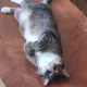 Котова
