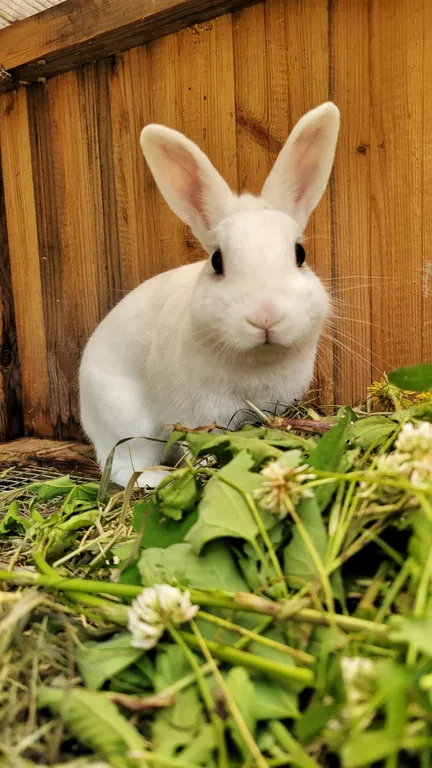 Солнечный домик