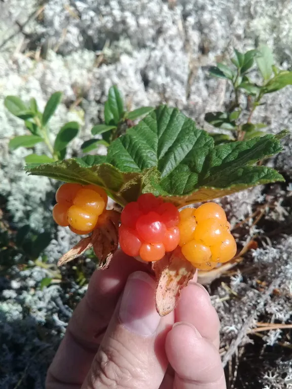 Домик у реки с отличным видом на 2 шлюз Волго Балтийского канала и лес