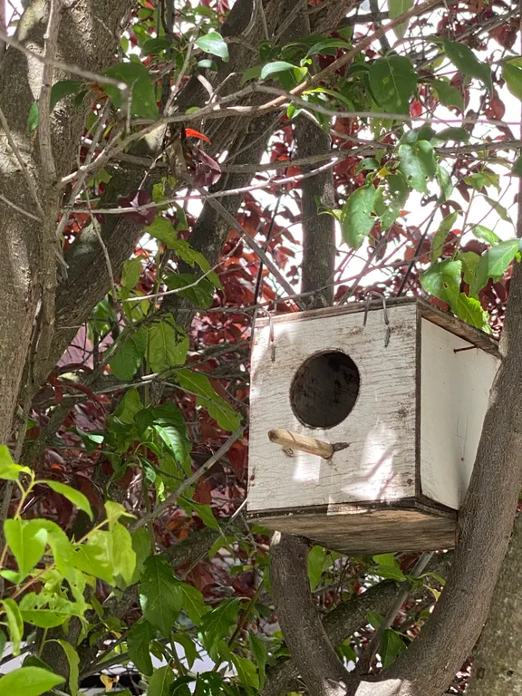 Белые горошины с видом на Marriott, горы, казино