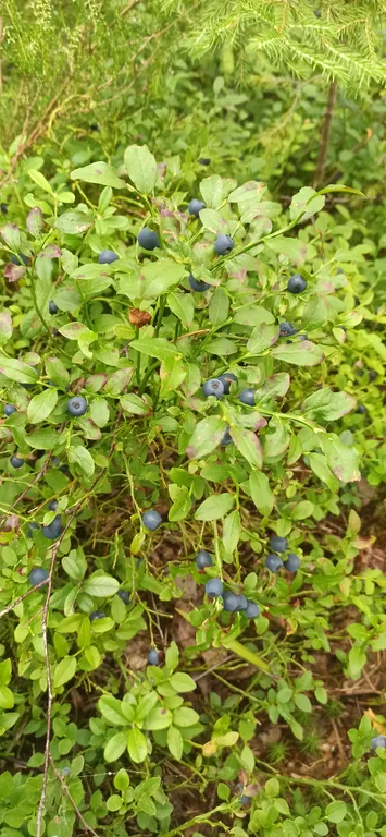 Коттедж Дом с видом на озеро — Крошнозеро