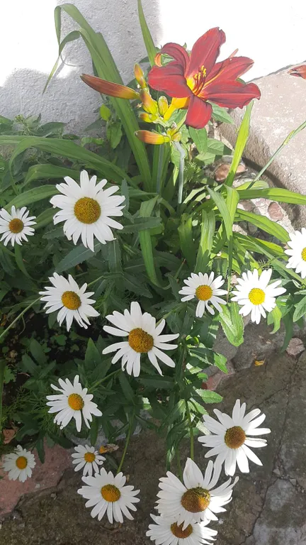 Бесо хаус апартамент с отдельным двориком недалеко от парка