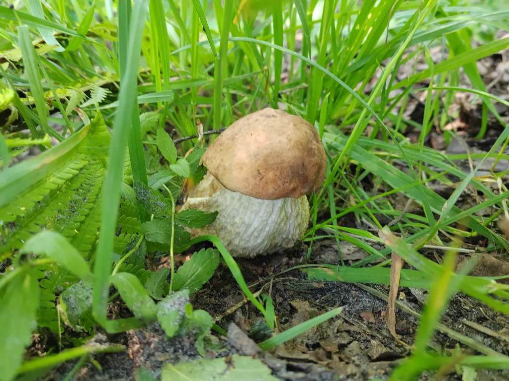 Коттедж возле горячих источников до 25 человек