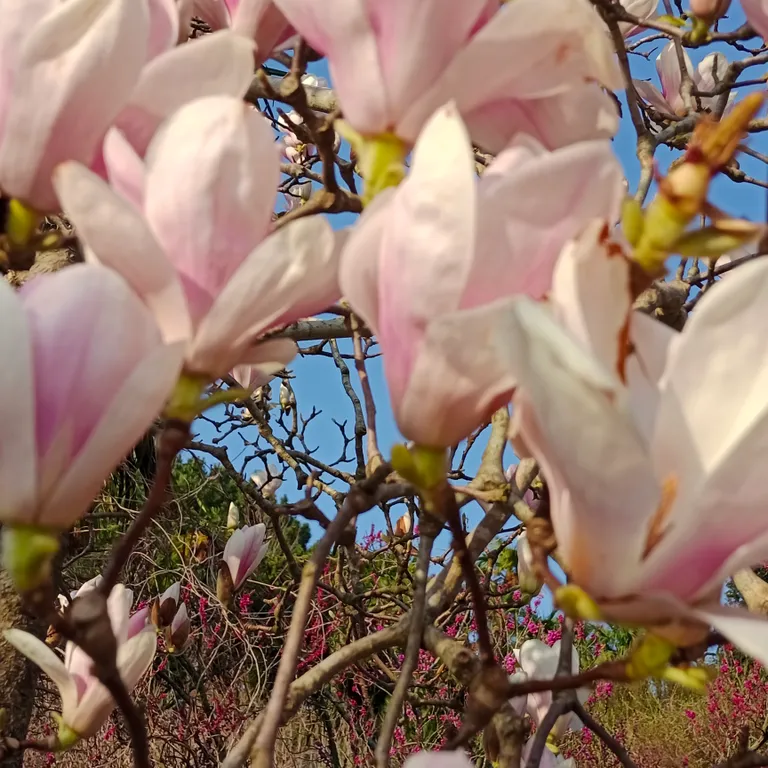 Солнечная, уютная квартира-студия, ЖК Флора, Кудепста