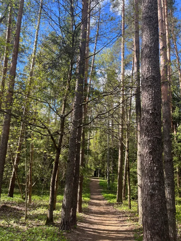 Семейная квартира в сосновом лесу