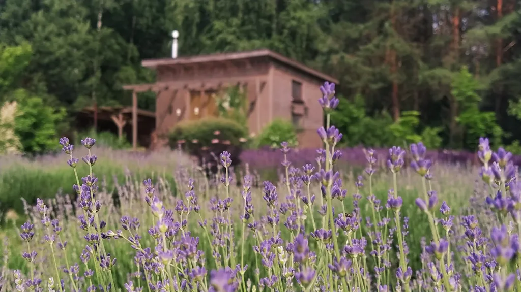 Дом в пуще в 50 км от Минска на хуторе