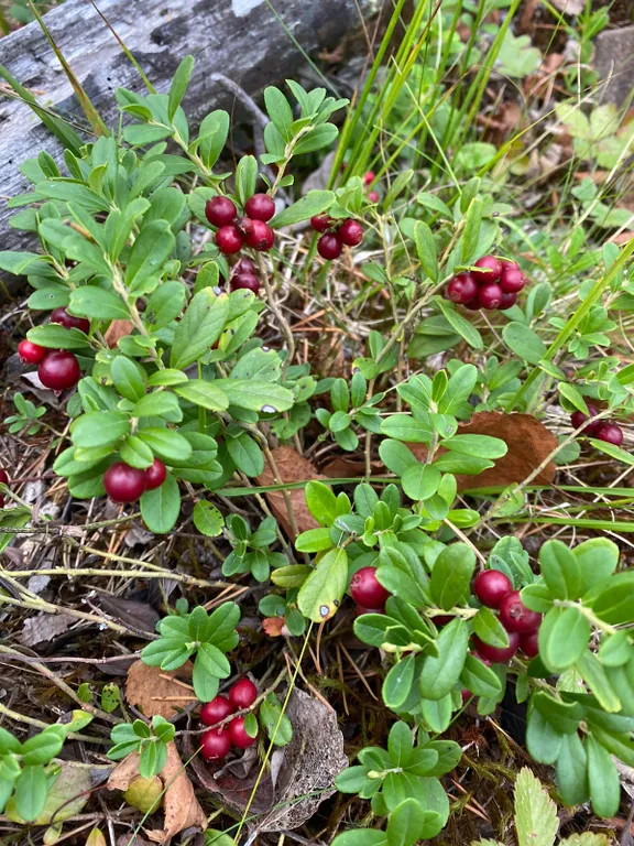 Коттедж Дом в окружении леса и скал — Мережнаволок