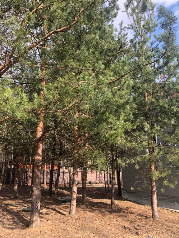 Коттедж Лариса