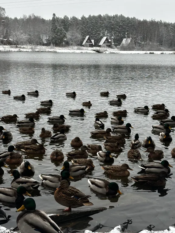 Квартира с видом на пруд и лес