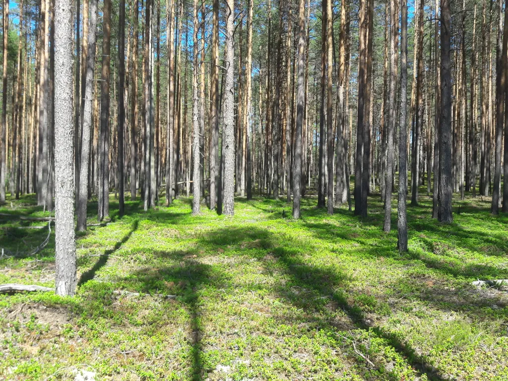Коттедж Дом с камином, баней-сауной на дровах и купелью — Светлое
