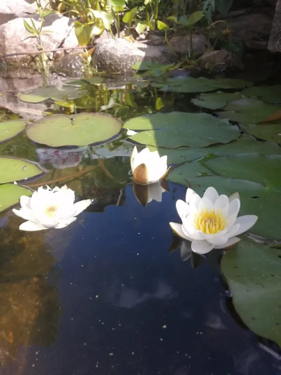 Меличуярви дом из бревна с сауной на берегу озера у самого леса