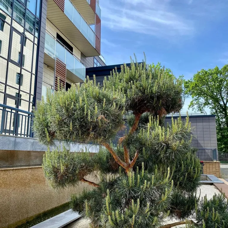 Квартира Апартаменты в центре первая линия моря — Светлогорск