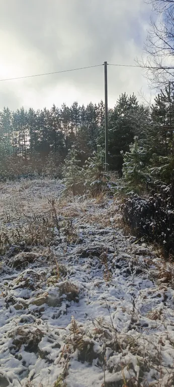 Лесной домик